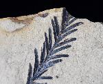 Metasequoia occidentalis CHANEY 1951 - Bild © FossNet FossilienStore